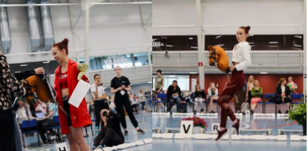 Hípica con caballos de peluche, el deporte 'absurdo' que ha hecho las delicias de Twitter