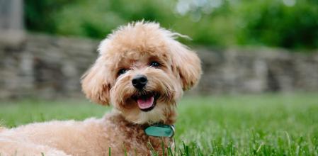 Cuánto vive un perro según su raza