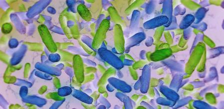 Bacterias intestinales