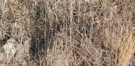 Reto visual: ¿Dónde está la polilla?