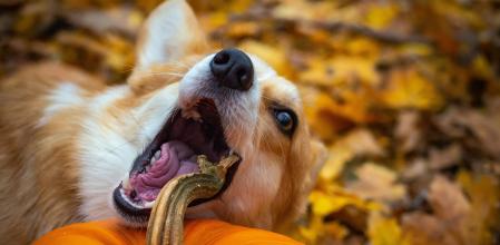 Mientras que algunos vegetales resultan muy beneficiosos para los canes, otros no lo son tanto.