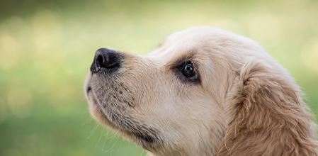 En ocasiones los rasgos del perro nos dan una pista sobre su nombre ideal.