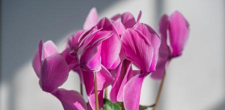 Cyclamen