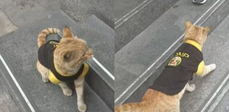 El “gato policía” que trabaja en la Corte Suprema de Lima y hace las delicias de las redes