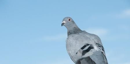 La paloma siempre intentará volver