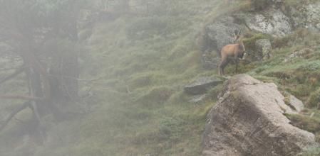 Rebeco al que le falta la pata delantera izquierda.