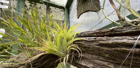 More rain but more green vegetation in the rainy season in Costa Rica. It is a paradise for nature lovers.