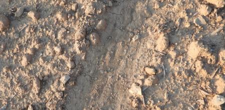 Reto visual: ¿Cuántas orugas puedes ver?