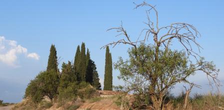 Reto visual: ¿Dónde está la abubilla?