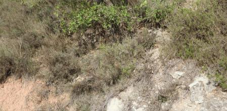 Reto visual: ¿Dónde está la lagartija?