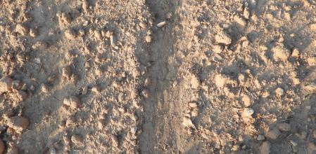 Reto visual: ¿Cuántas orugas puedes ver?