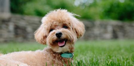 Los perros de tamaño pequeño son más susceptibles de sufrir ciertas lesiones musculares.