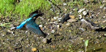 El martín, de pesca en el pantano de Vallvidrera.