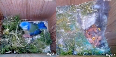 El emotivo vídeo viral de una pareja de pájaros construyendo un hogar y criando a sus hijos