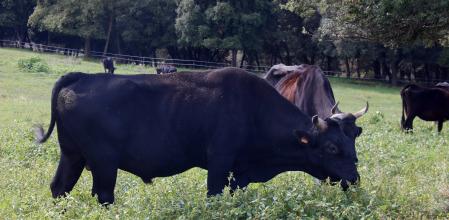 Ejemplares de vaca Wagyu en Tavertet