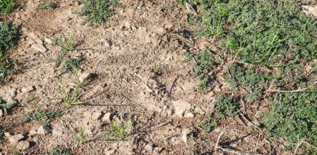 Reto visual: ¿Dónde está la libélula?