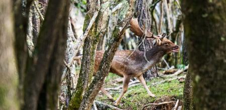 Gamo en Albanyà en época de berrea.