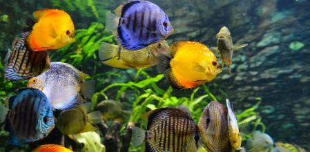 El acuario para peces debe tener el suficiente tamaño para el número de peces que se pretenda meter en él.