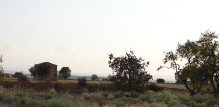 Reto visual: ¿Dónde está el busardo ratonero?