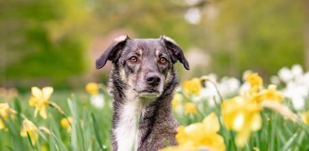 Conviene tener cuidado, ya que algunas plantas son venenosas para los perros.
