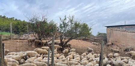 Rebaño de ovejas que recorrerá el camino