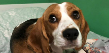 Nina, la protagonista de esta historia