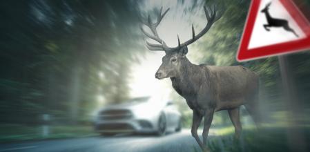 Ante una señal de peligro por presencia de animales en la carretera, los conductores deben extremar la precaución al volante&nbsp;