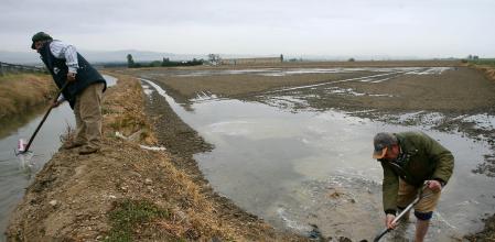 El arroz es uno de los cultivos que más agua requiere