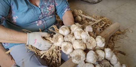 Mujer tejiendo ajo rojo de Falces