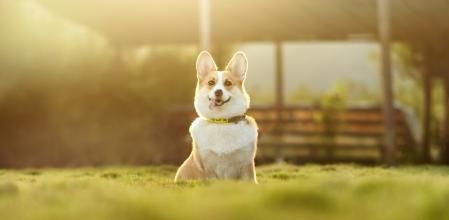 Enseñar al perro a sentarse es muy sencillo y facilitará muchas situaciones con el animal.