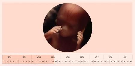 En la semana 16 de embarazo, el bebé ya empieza a tener reflejo de agarre.