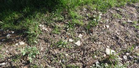 Reto visual: ¿Dónde está la mariposa?