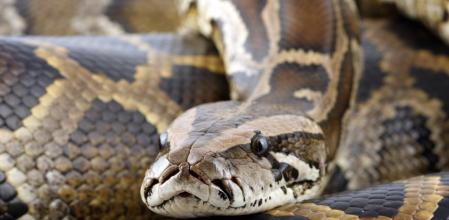 Foto de archivo de una pitón&nbsp;