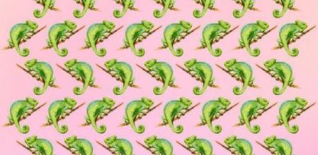 Reto viral: ¿Eres capaz de encontrar al camaleón diferente al resto en solo 10 segundos?