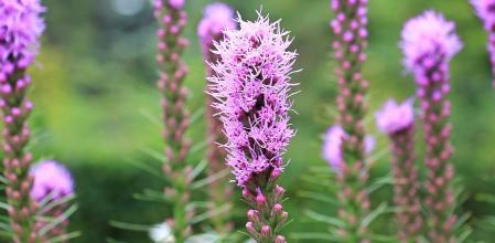 liatris spicata