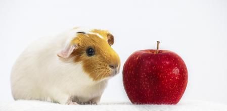 Aunque son mascotas fáciles de atender, necesitan ciertos cuidados para una vida larga, sana y feliz.