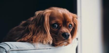 Para combatir la apatía y el aburrimiento del can, hay que proponerle actividades estimulantes.