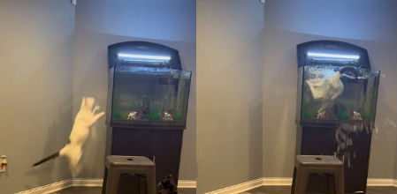 El hilarante vídeo viral de un gato que salta a una pecera y se arrepiente al momento