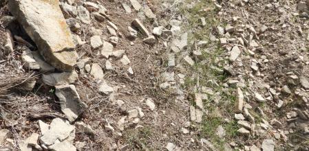 Reto visual: ¿Dónde está el saltamontes?