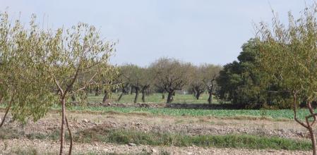Reto visual: ¿Dónde está el colirrojo tizón?