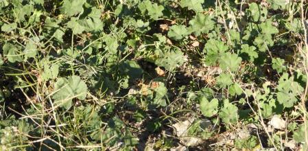 Reto visual: ¿Dónde está la mariposa?