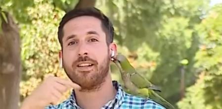 Un loro roba en directo el auricular a un reportero que estaba informando sobre el auge de los robos