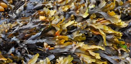 Las algas entrañan muchos beneficios si se usan como fertilizante para las plantas.