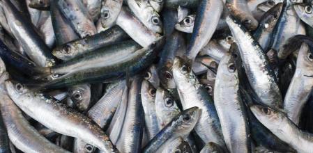 Sardinas frescas
