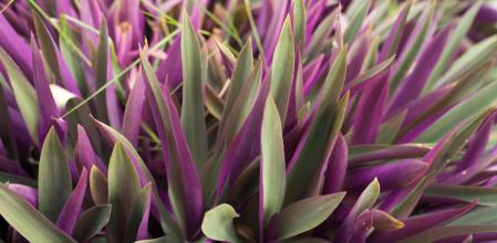Purple colored grass plant tradescantia spathacea in Thailand