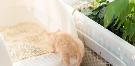 Cómo acertar con la arena para nuestros gatos