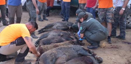Una batida de caza de jabalíes