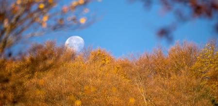 Otoño en el Montseny.