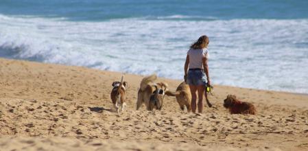 El paseador debe ejercer como líder y asegurarse de que ningún perro entorpece la marcha del grupo.