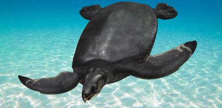 Representación artística de Leviathanochelys aenigmatica ilustrada por A. Casals sobre fondo marino imagen de Ali Abdul Rahman